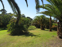 Phoenix Canariensis Avenue