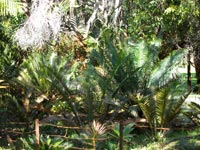 Alan's Lanes Cycad Enclosure