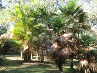 Trachycarpus Fortunei