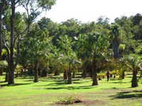 Livistona Decipiens Avenue