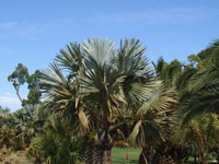 Bismarckia Nobilis Avenue